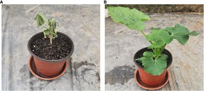 Comparative transcriptome provides insights into gene regulation network associated with the resistance to Fusarium wilt in grafted wax gourd Benincasa hispida